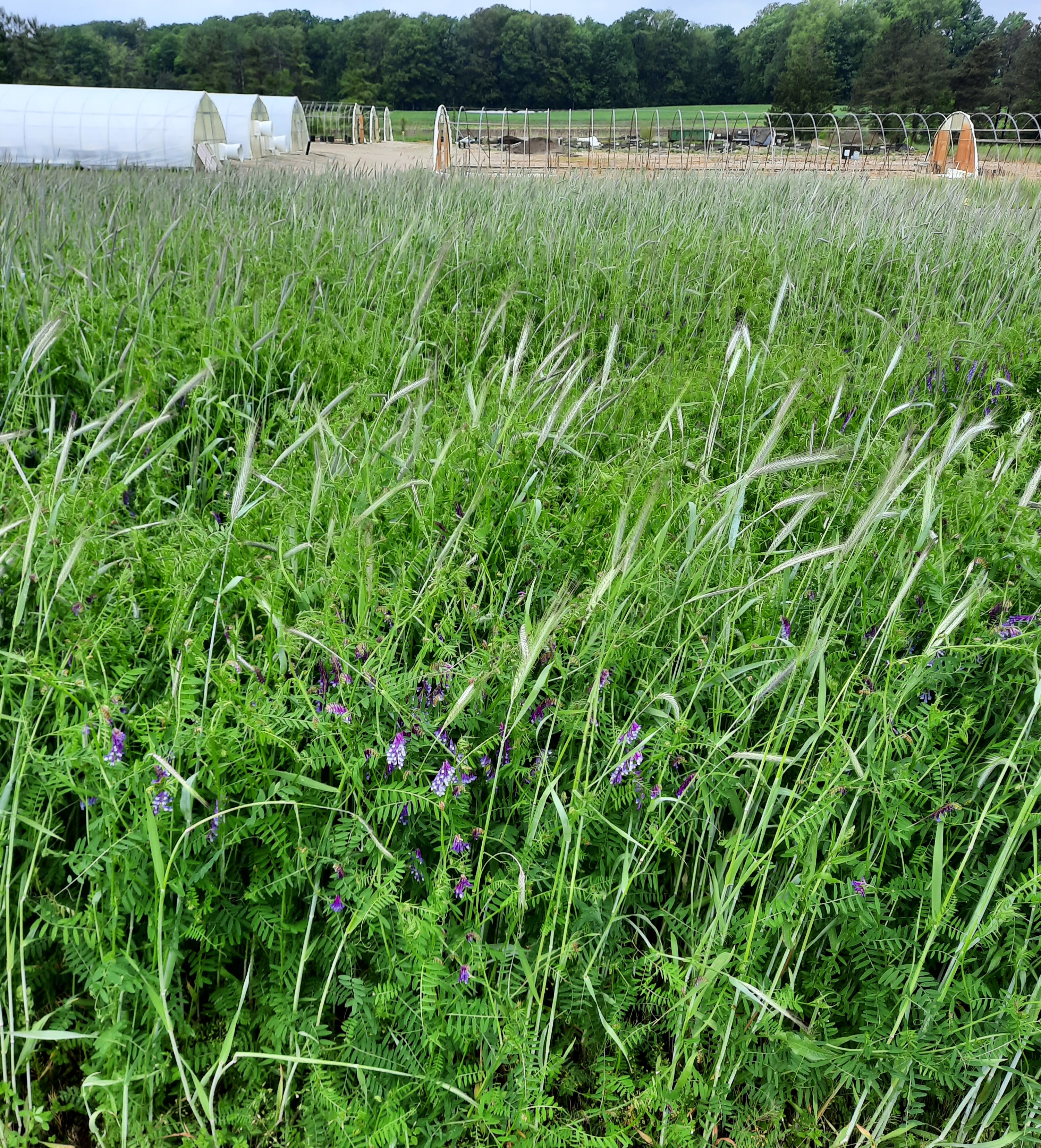 Rye cover crop mixture.jpg